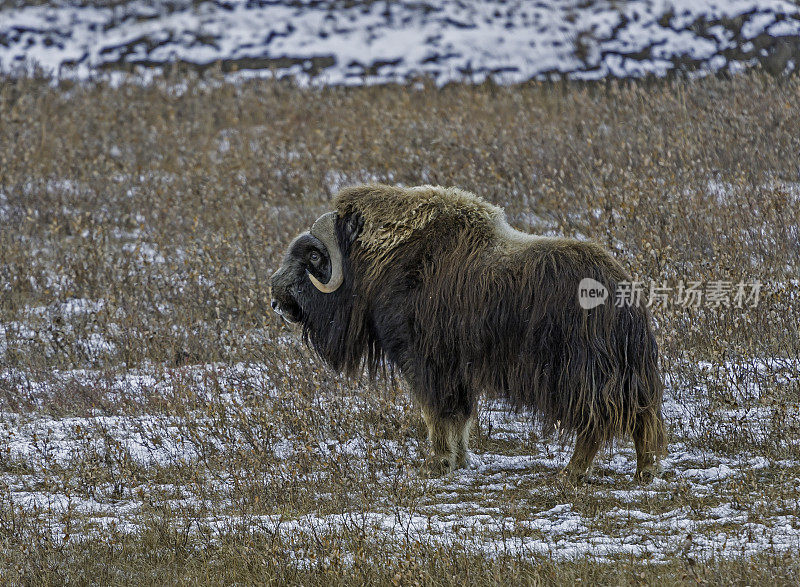 麝牛(Ovibos moschatus，麝牛)是一种北极牛科哺乳动物，以其厚厚的皮毛和雄性发出的强烈气味而闻名，它的名字也由此而来。这种麝香的气味在交配季节用来吸引雌性。北坡o